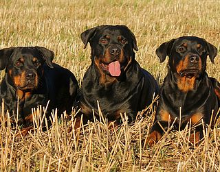 Chien Dangereux Annemasse