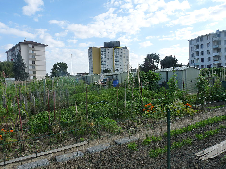 vue d'un jardin avec des immeubles en arrière plan